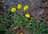 Potentilla crebridens. Верхушки побегов с цветками. Алтай, Катунский хребет, берег оз. Поперечное, ≈ 1800 м н.у.м., каменистый склон на опушке хвойного леса. 02.07.2018.