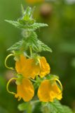 Rhynchocorys orientalis