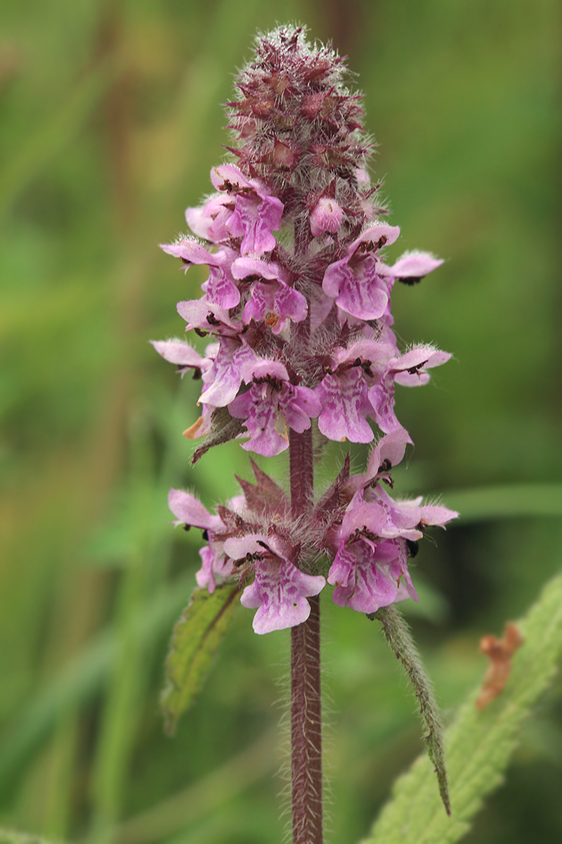 Изображение особи Stachys aspera.