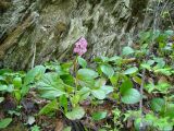 Bergenia crassifolia