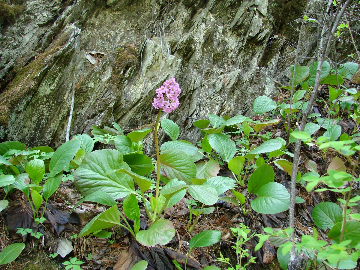 Изображение особи Bergenia crassifolia.