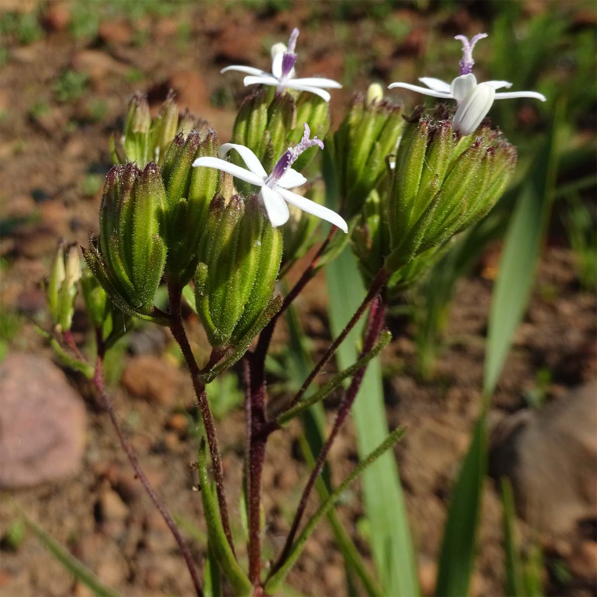 Изображение особи Corymbium villosum.