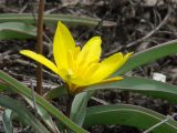 Tulipa uniflora. Цветок и листья. Иркутская обл., Черемховский р-н, окр. с. Узкий луг, высокий скалистый берег р. Белая. 22.04.2018.