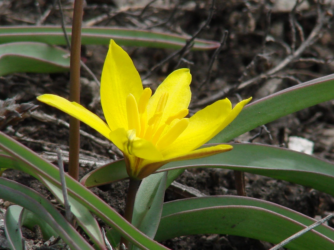 Изображение особи Tulipa uniflora.