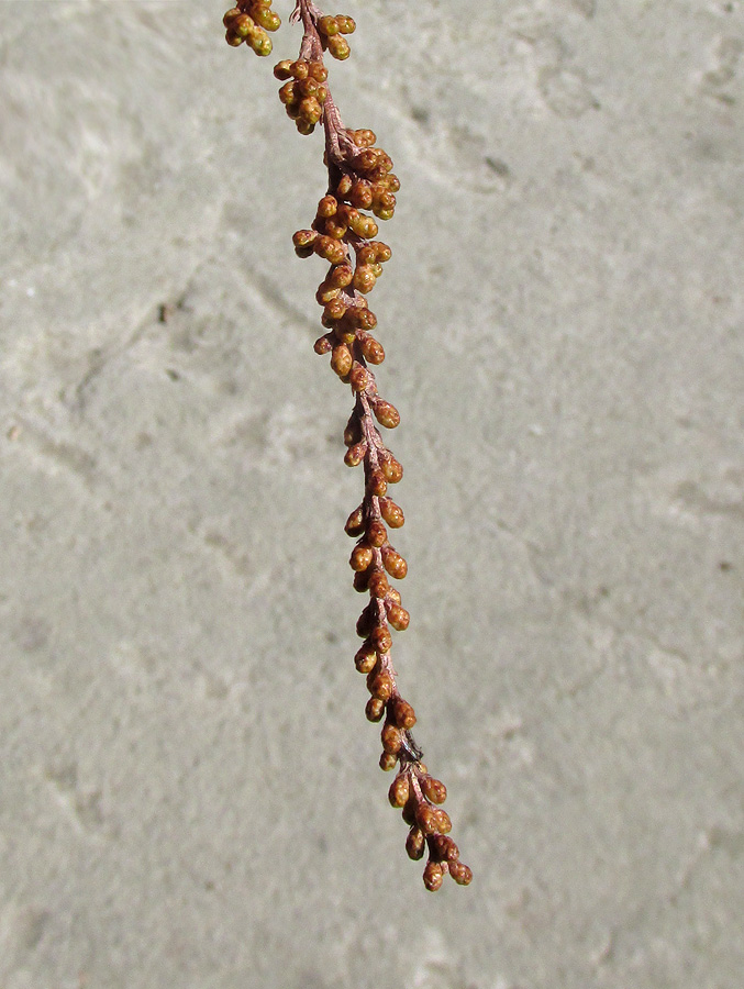 Image of Taxodium distichum specimen.