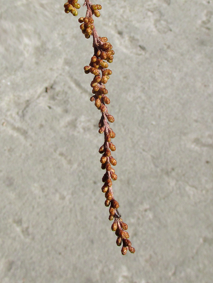 Image of Taxodium distichum specimen.