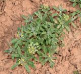 Alyssum alyssoides