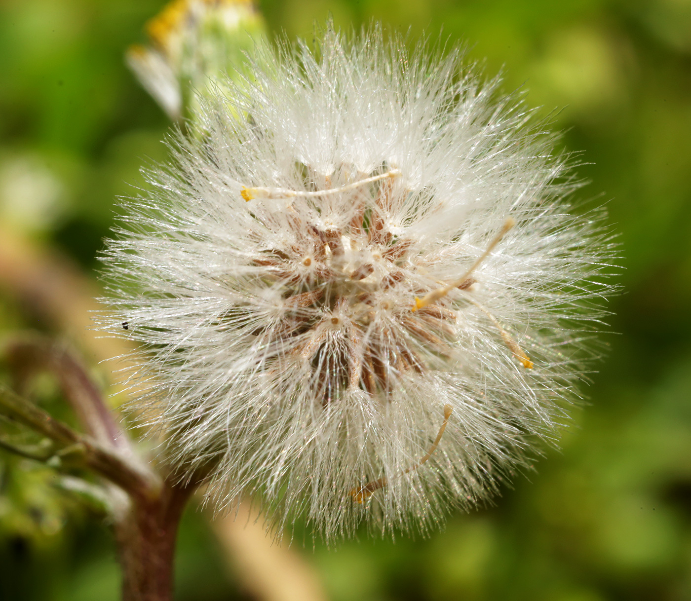 Изображение особи Senecio vulgaris.