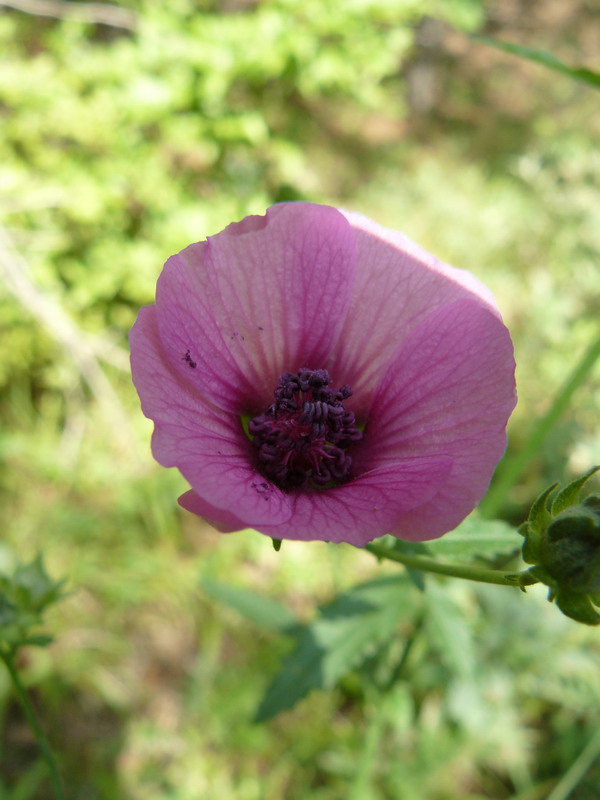 Image of Althaea narbonensis specimen.