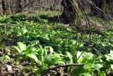 Allium ursinum