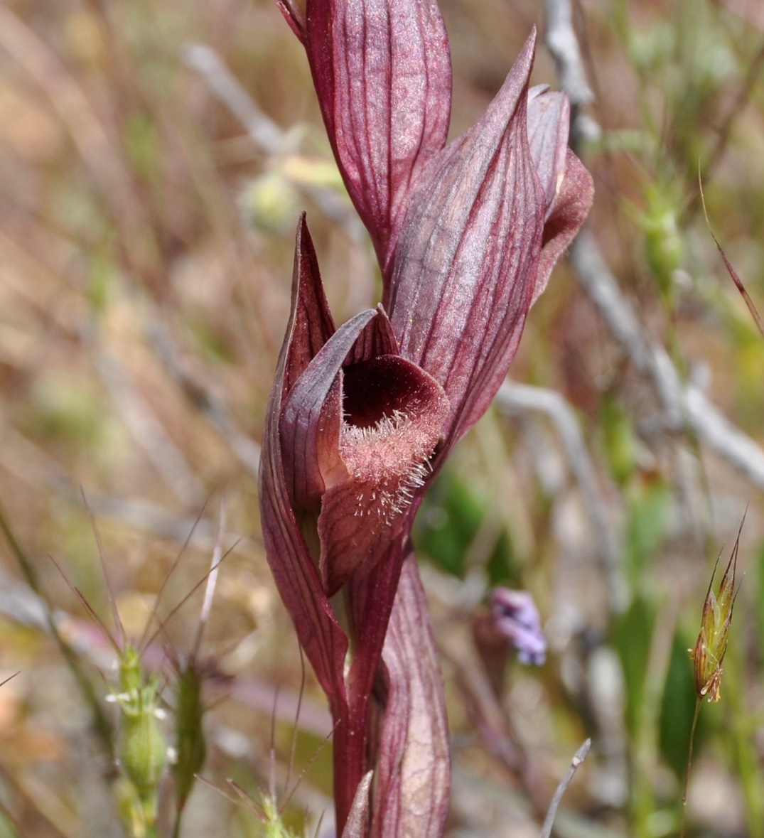 Image of Serapias orientalis ssp. levantina specimen.