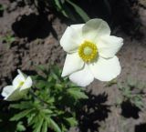 Anemone sylvestris. Цветок. Тверская обл., г. Тверь, Заволжский р-н, клумба возле частного дома. 16.05.2019.