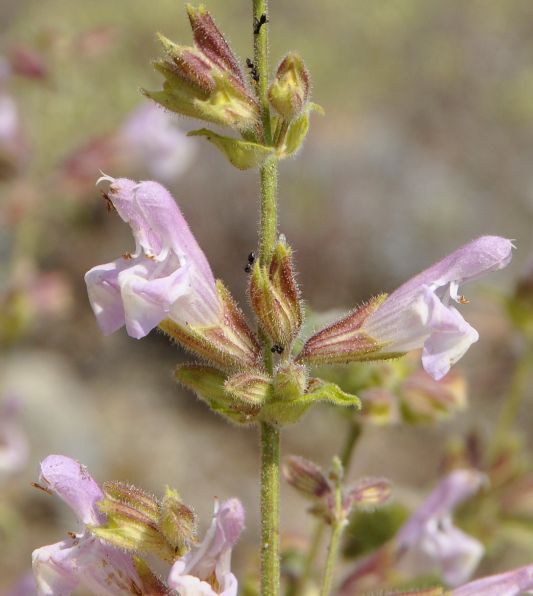 Image of Salvia willeana specimen.