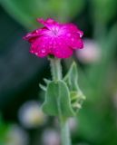 Lychnis coronaria