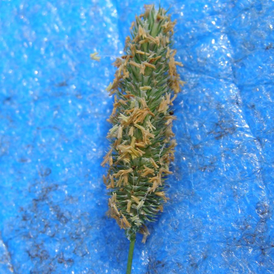 Изображение особи Phleum pratense.