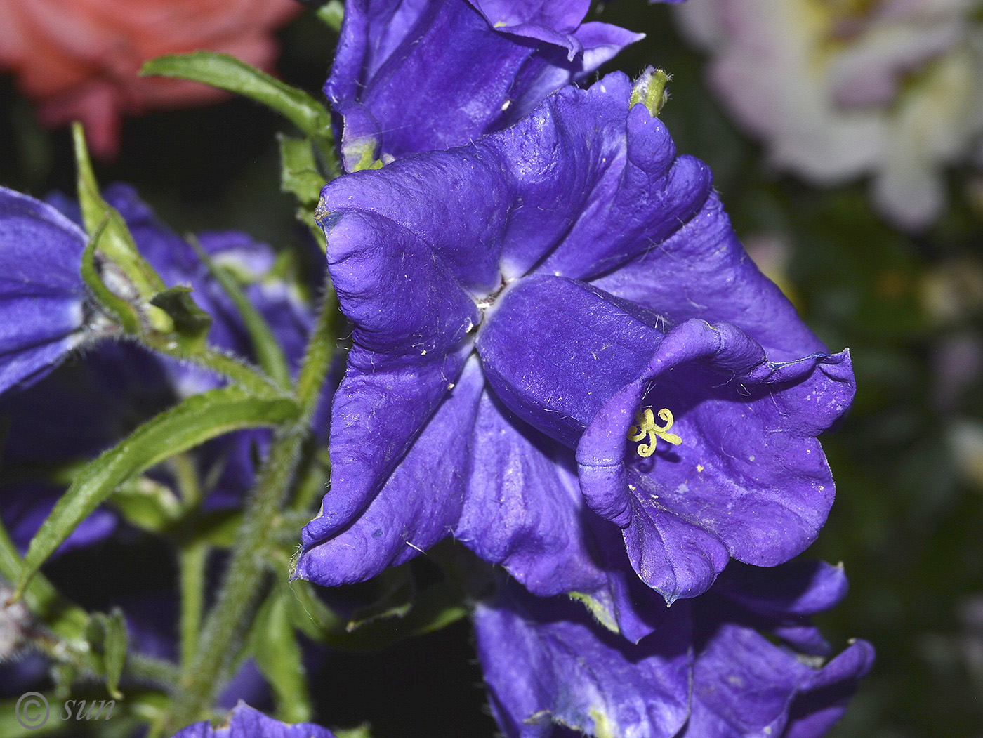 Image of Campanula medium specimen.