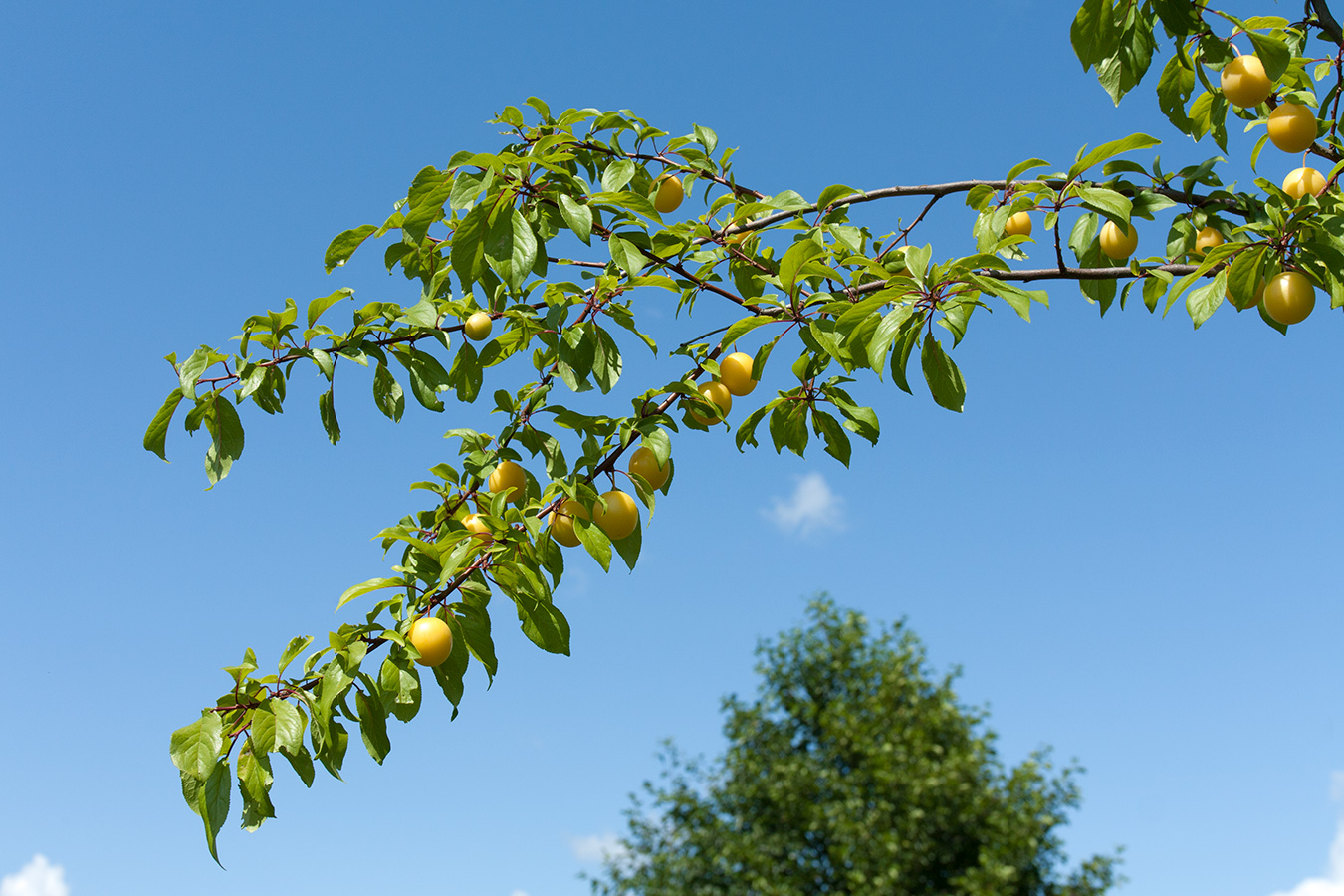 Image of Prunus cerasifera specimen.