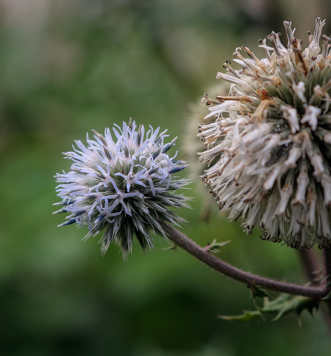 Image of Echinops sphaerocephalus specimen.