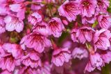 Prunus campanulata