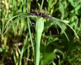 Tragopogon porrifolius subspecies longirostris. Верхушка побега с соцветием. Узбекистан, Ташкентская обл., южный склон Чаткальского хребта, бассейн р. Ахангаран, обочина дороги по р. Каттасай между г. Янгиабад - турбазой Янгиабад. 12.05.2019.