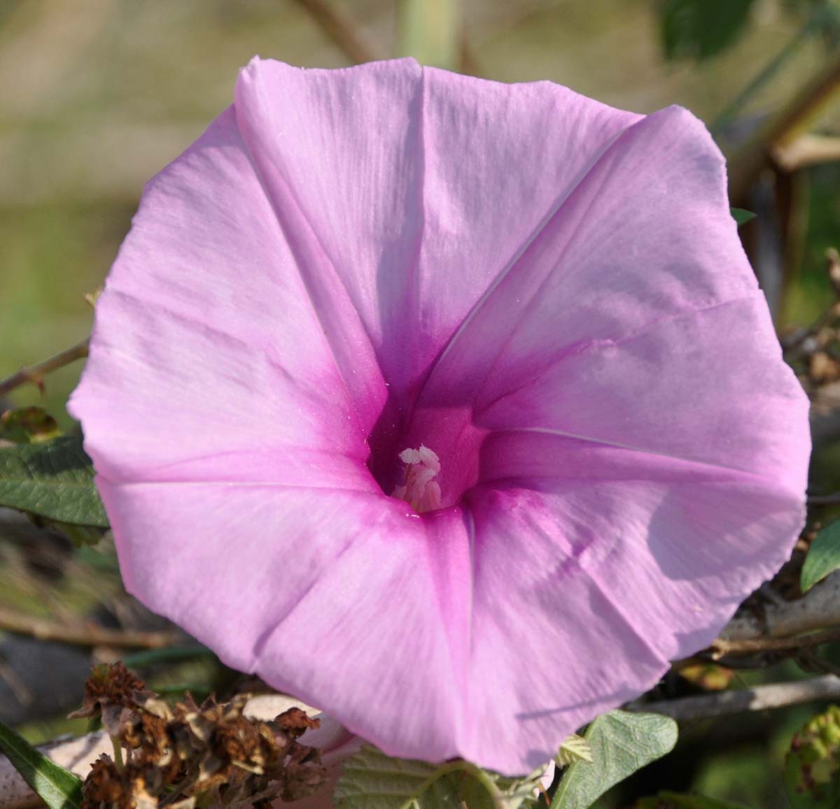 Изображение особи Ipomoea sagittata.