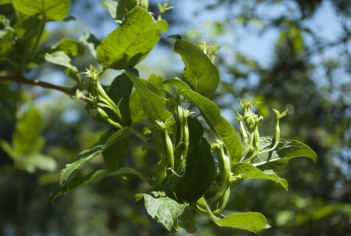 Image of Weigela middendorffiana specimen.