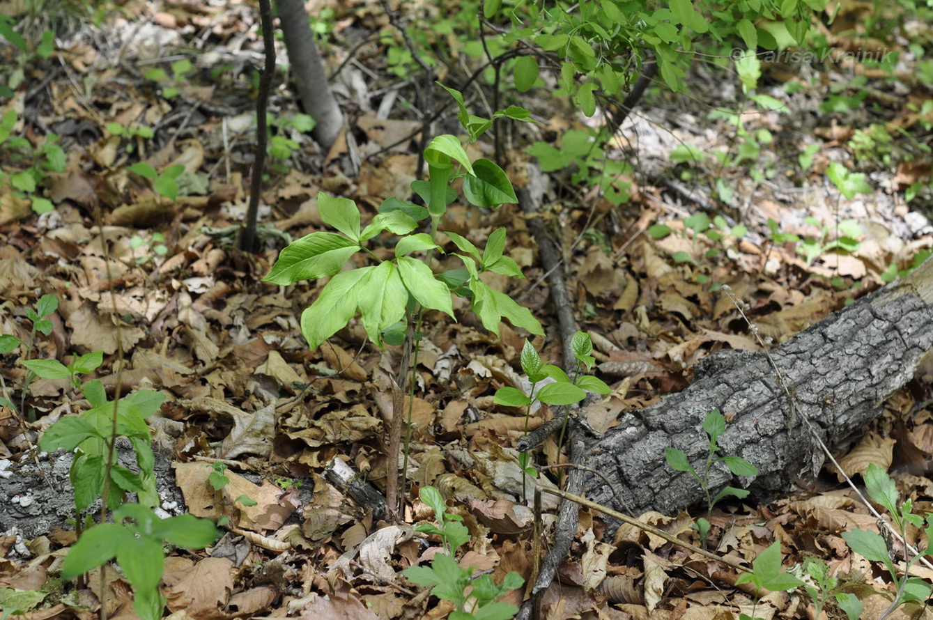 Изображение особи Arisaema peninsulae.