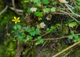 Saxifraga cymbalaria. Цветущий и плодоносящий побег. Краснодарский край, МО город-курорт Сочи, Адлерский р-н, Краснополянский поселковый округ, южный склон хр. Аибга, долина р. Менделиха, у тропы среди камней, 1470 м н.у.м. 5 октября 2019 г.