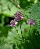 Astrantia major. Верхушка побега с соцветиями. Сербия, национальный парк Тара, плоскогорье Равна Тара, опушка смешанного леса. 08.07.2019.