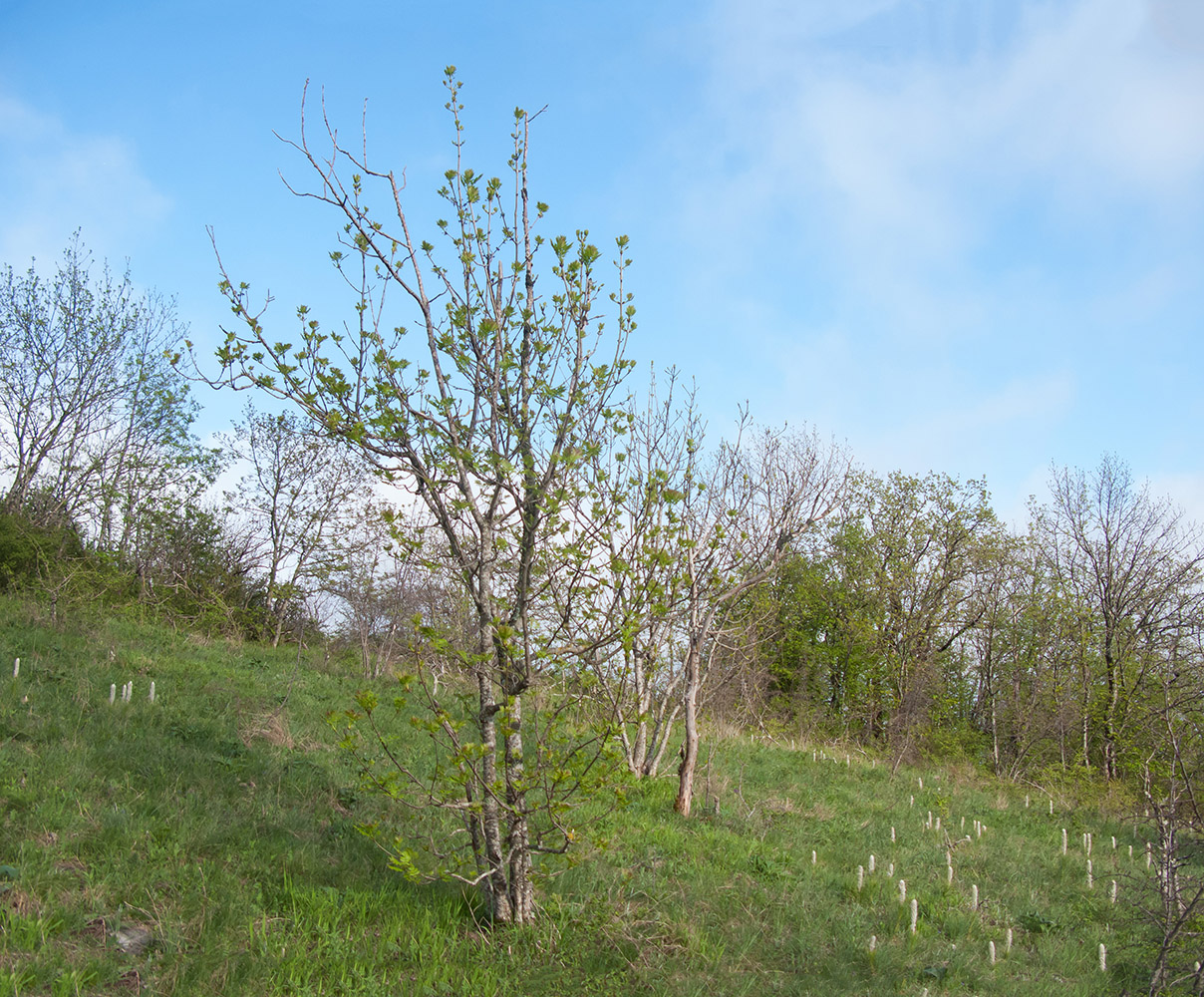 Изображение особи Fraxinus excelsior.