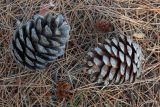 Pinus halepensis