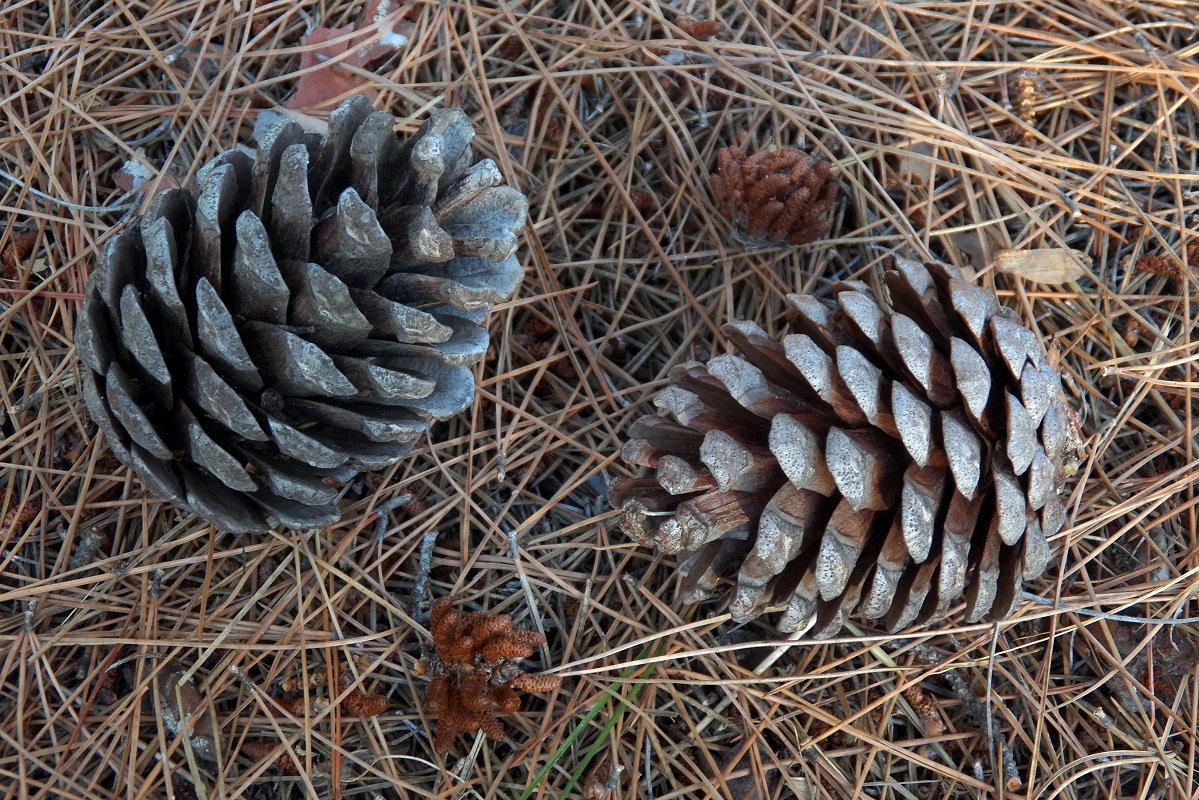 Изображение особи Pinus halepensis.