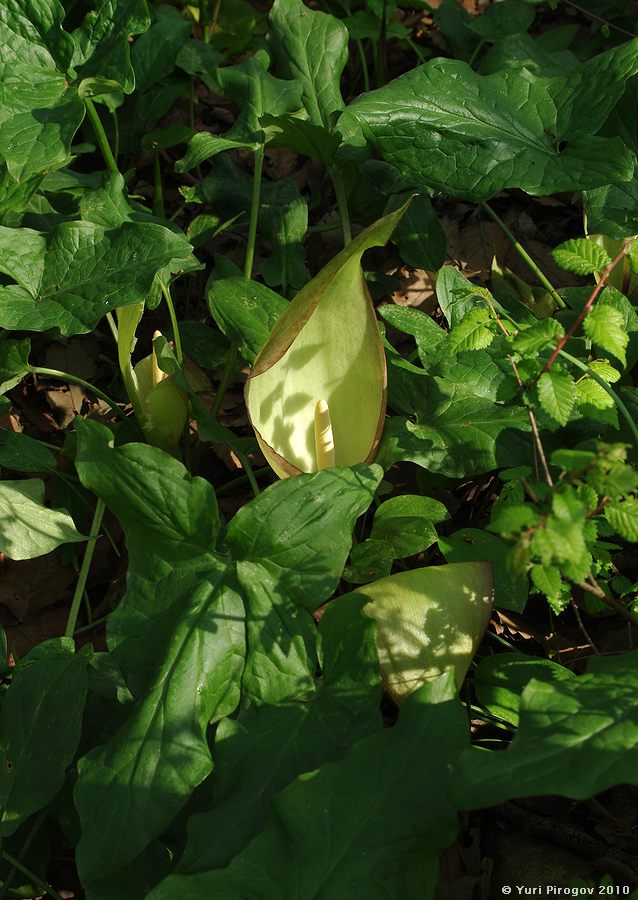 Image of genus Arum specimen.