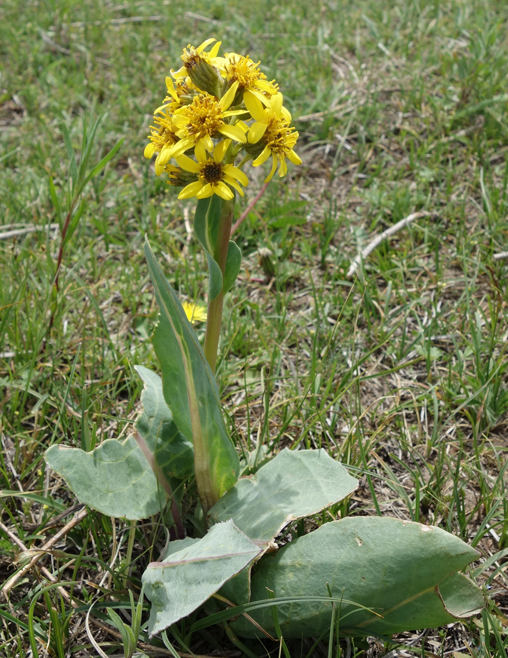 Изображение особи Ligularia alpigena.