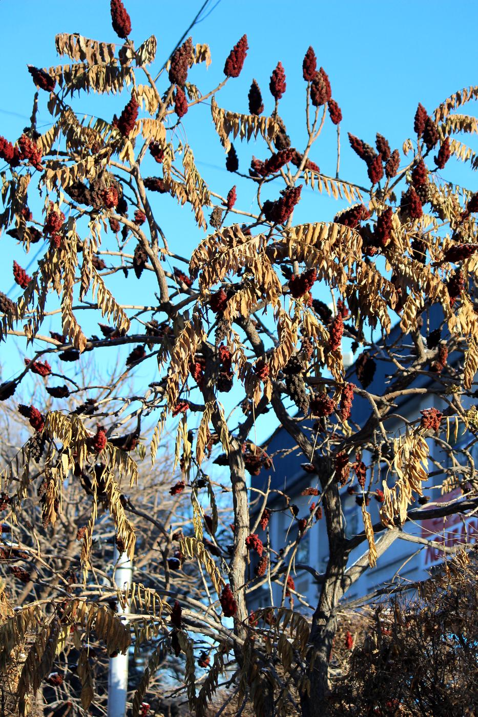 Image of Rhus typhina specimen.