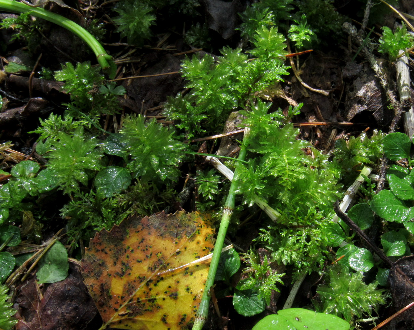 Image of Plagiomnium confertidens specimen.