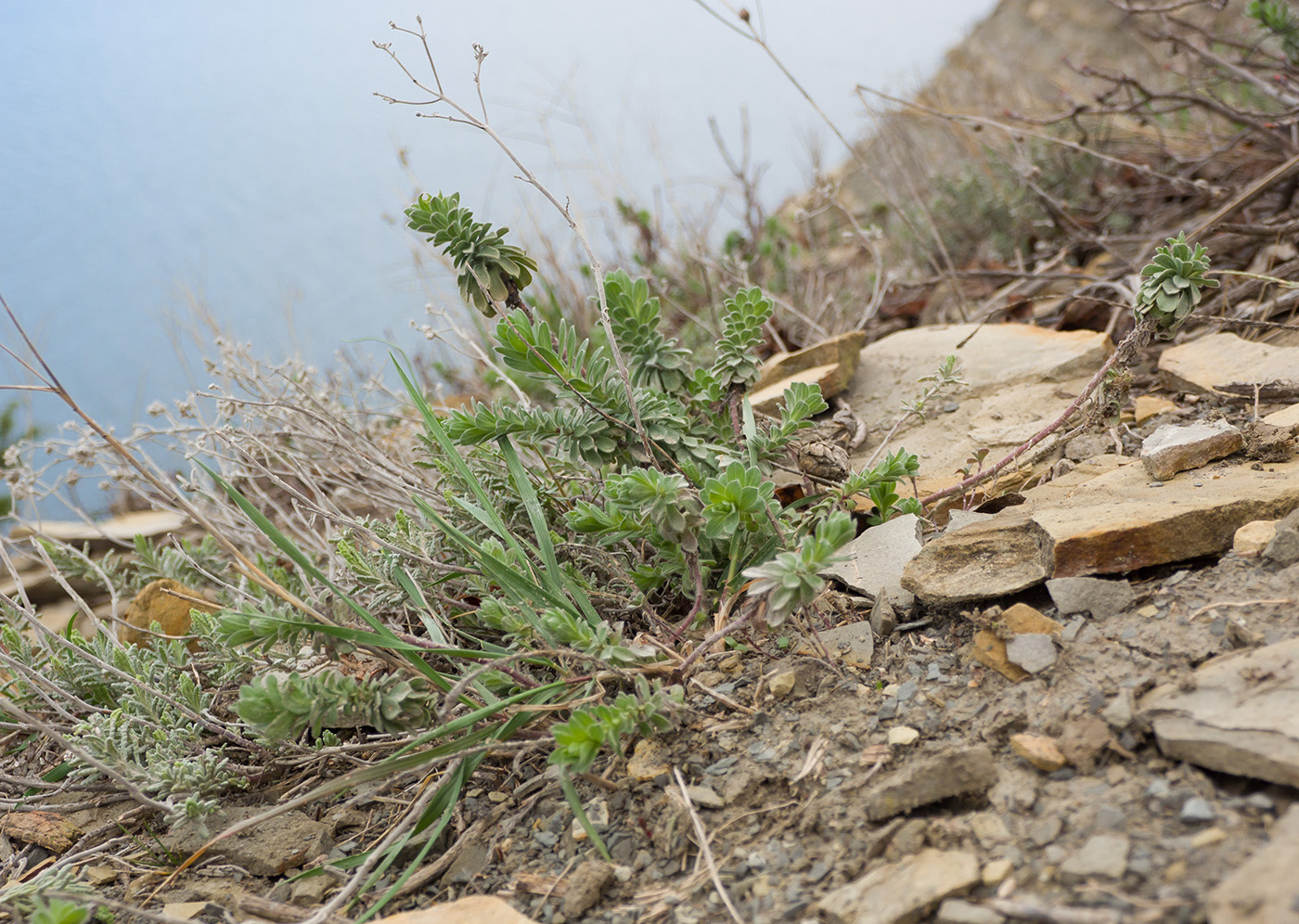 Image of Linum lanuginosum specimen.