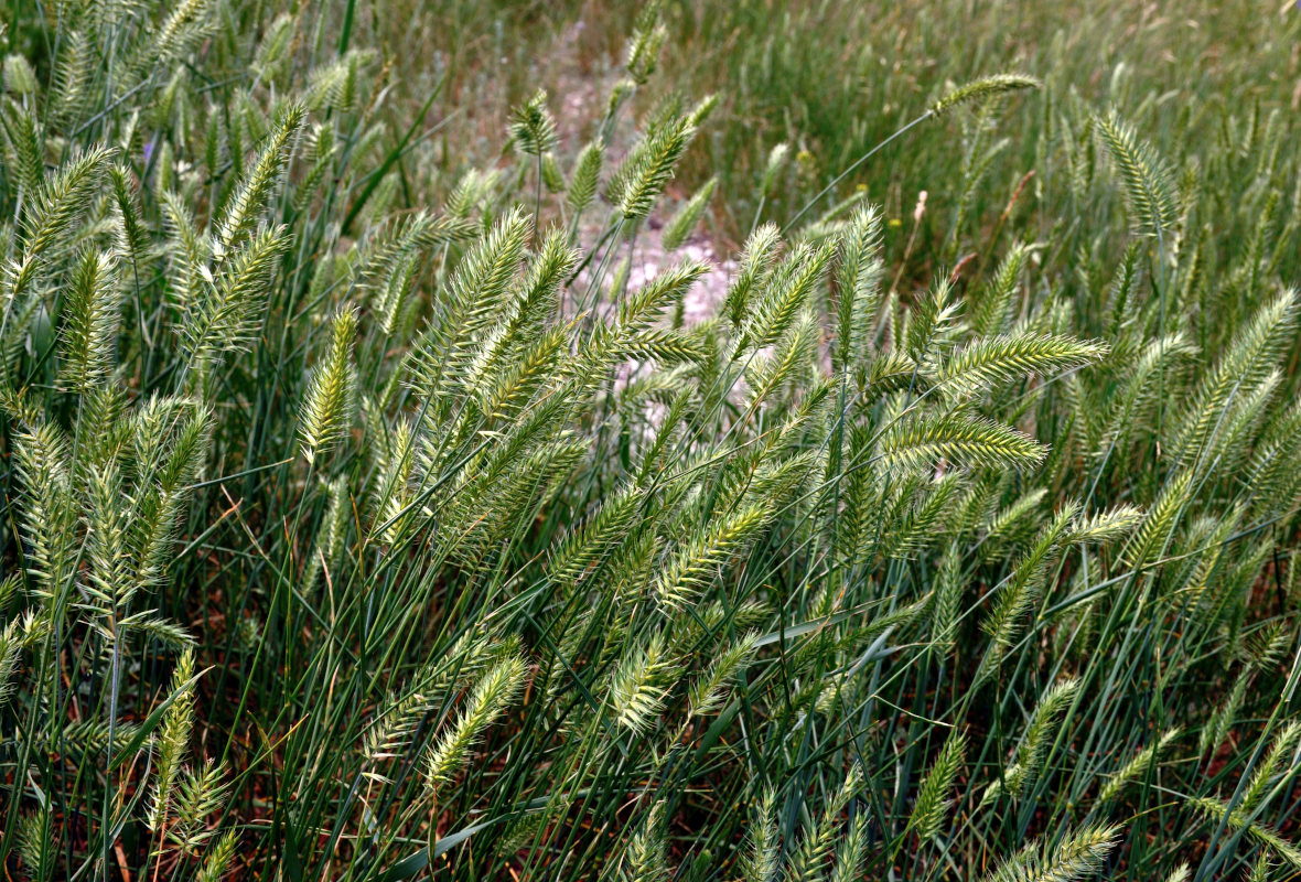 Изображение особи Agropyron pectinatum.