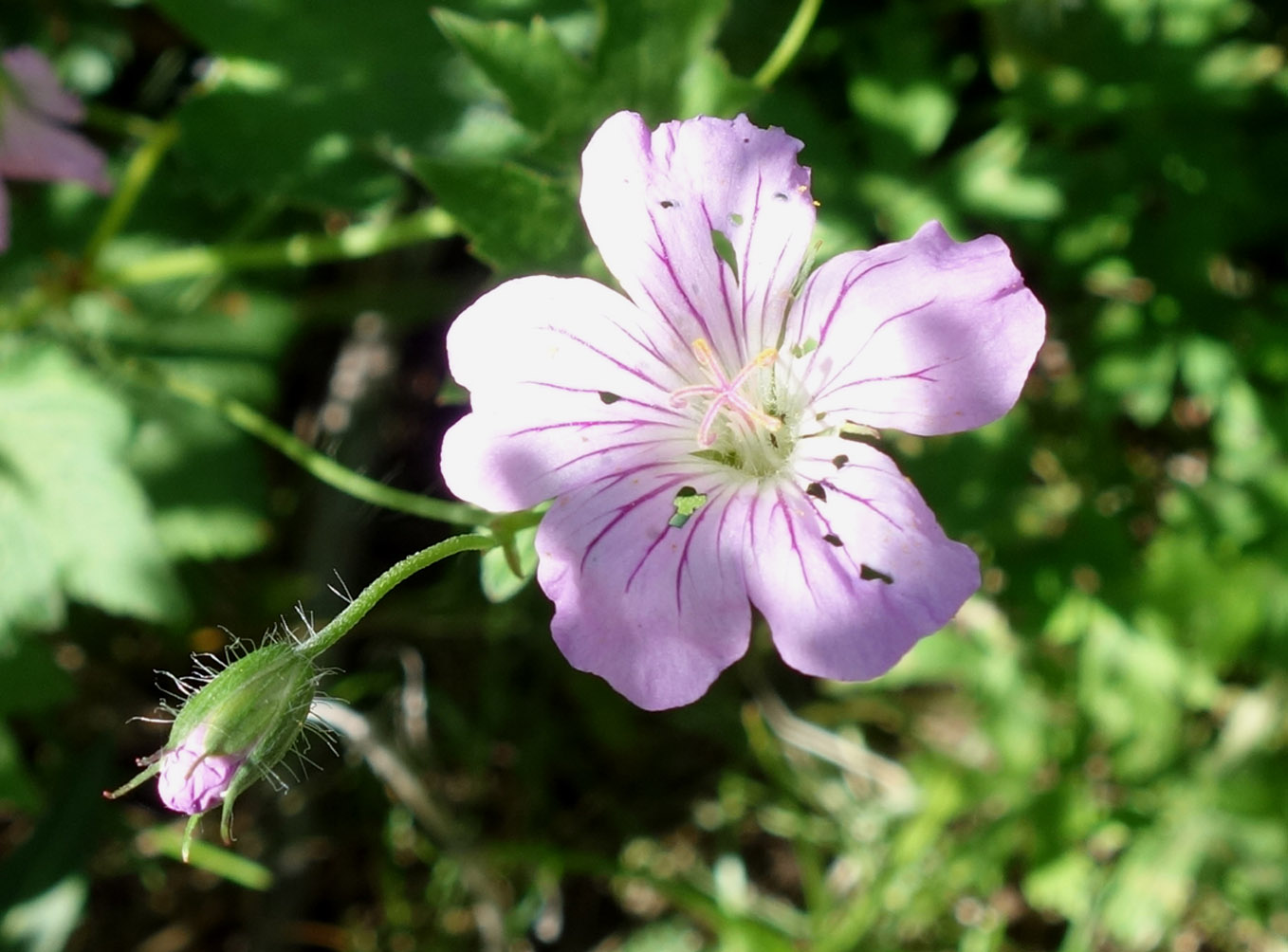 Изображение особи Geranium rectum.