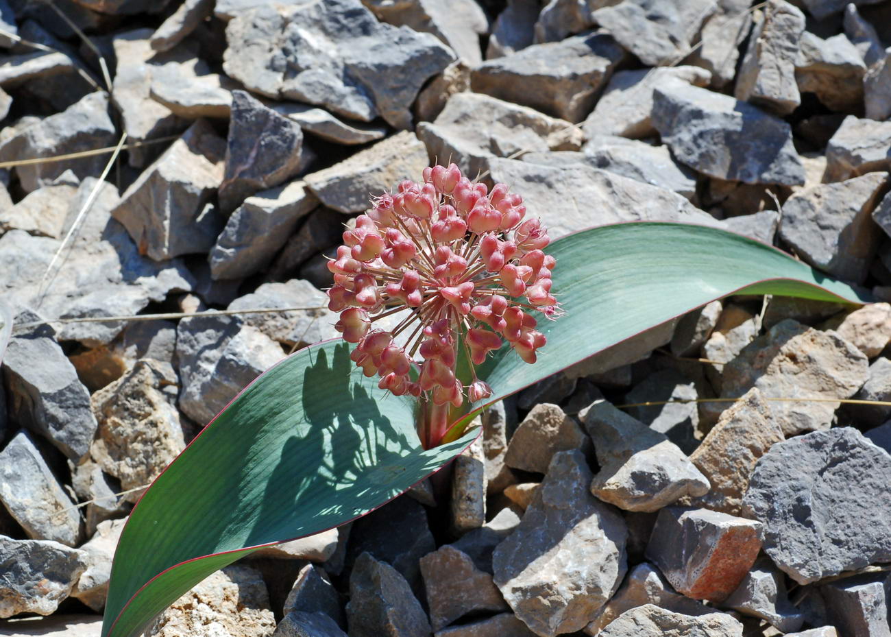 Image of Allium karataviense specimen.