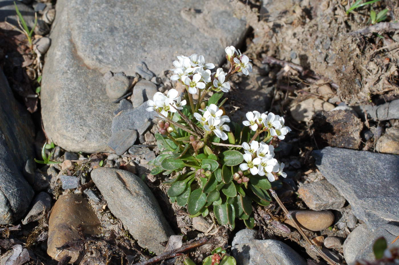 Image of Cardamine bellidifolia specimen.