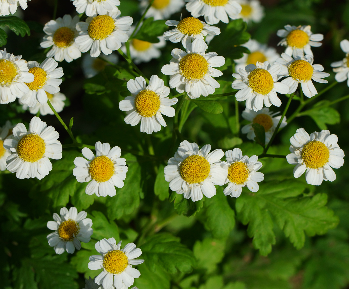 Изображение особи Pyrethrum parthenium.