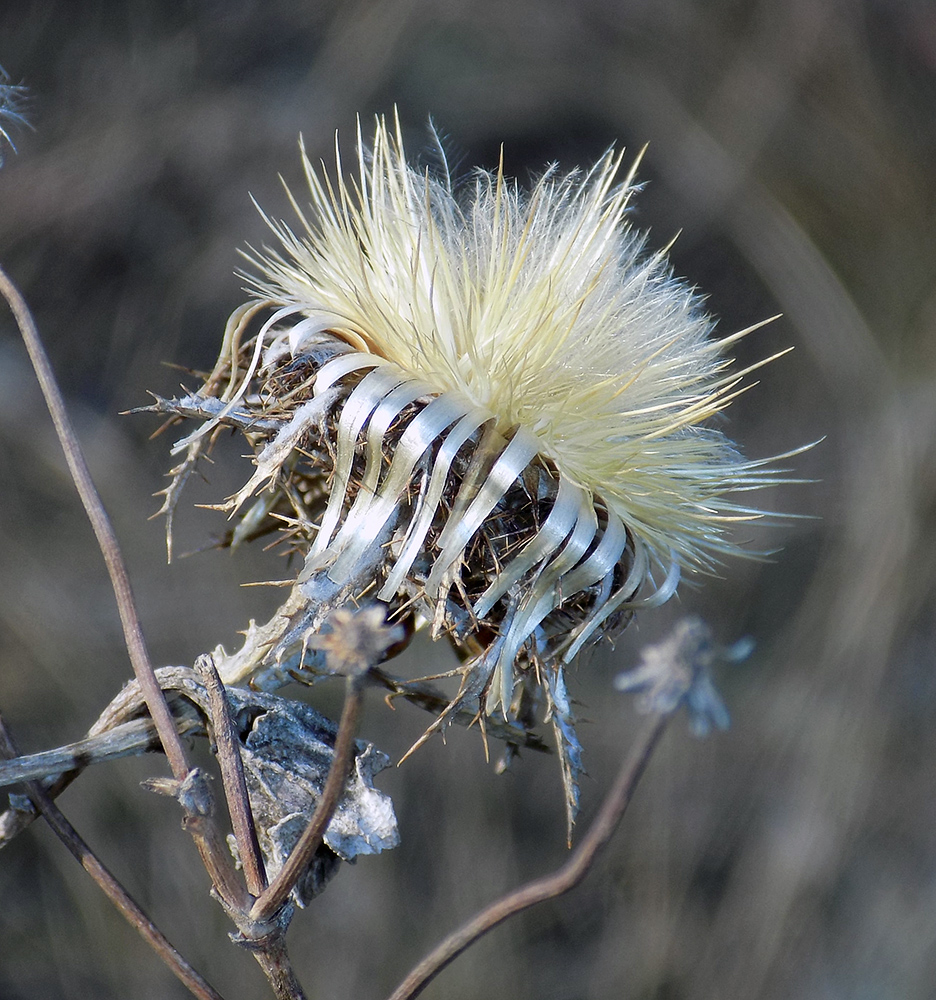 Изображение особи Carlina biebersteinii.