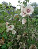 Alcea rosea