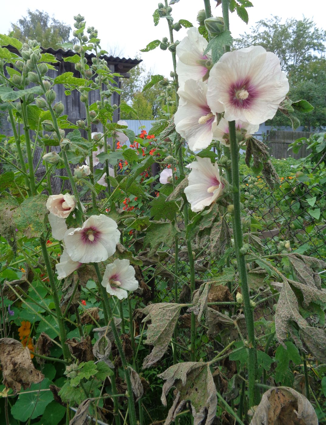 Изображение особи Alcea rosea.