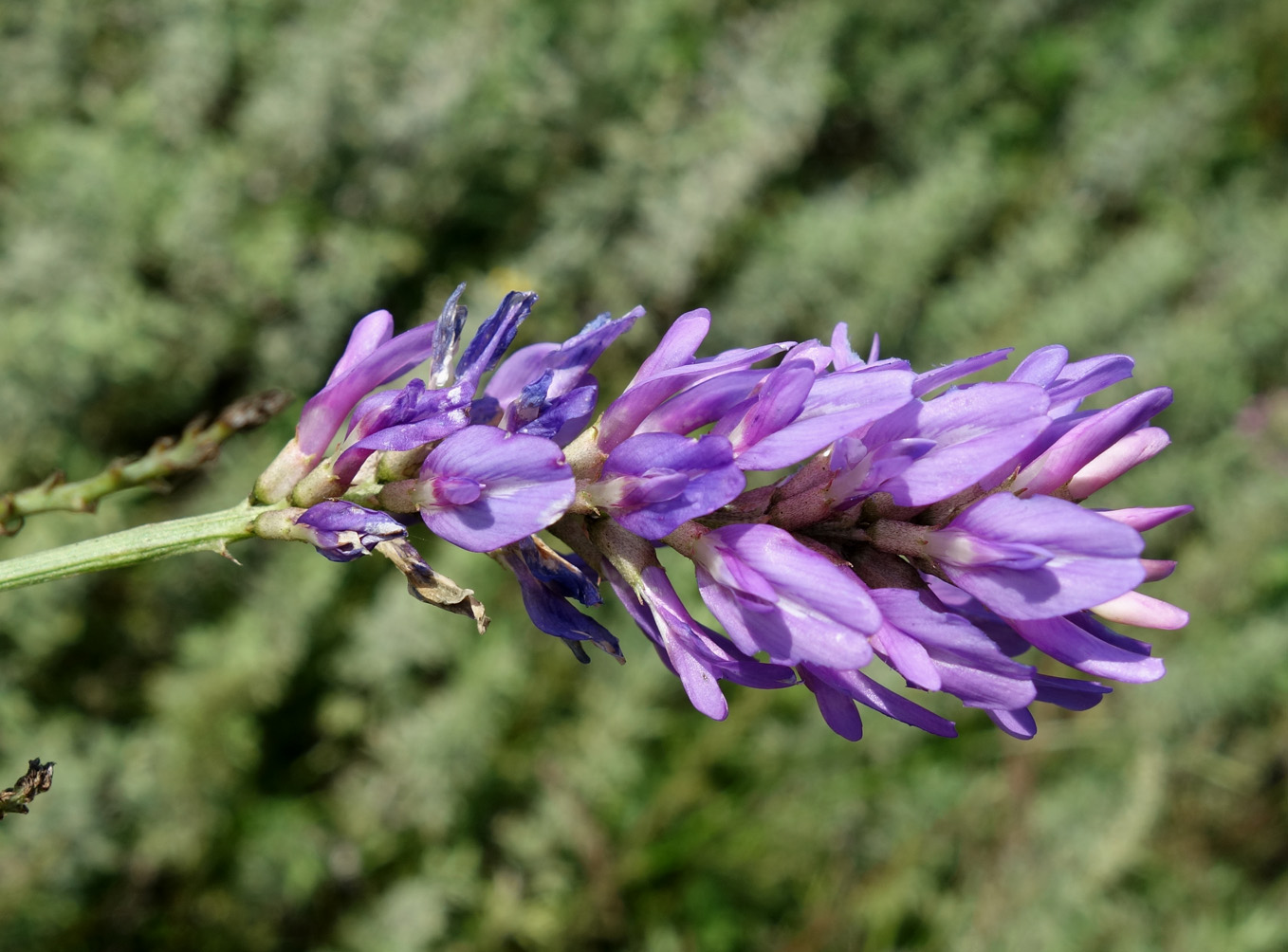 Изображение особи Astragalus adsurgens.