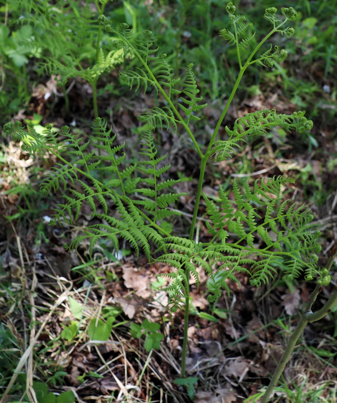 Изображение особи Pteridium pinetorum.