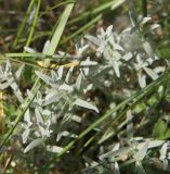 Cerastium argenteum