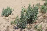 Polygonum maritimum