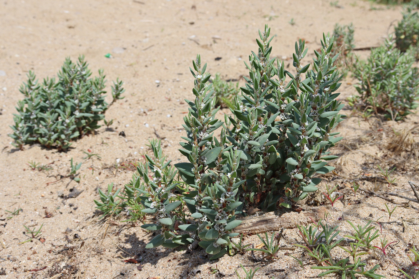 Изображение особи Polygonum maritimum.